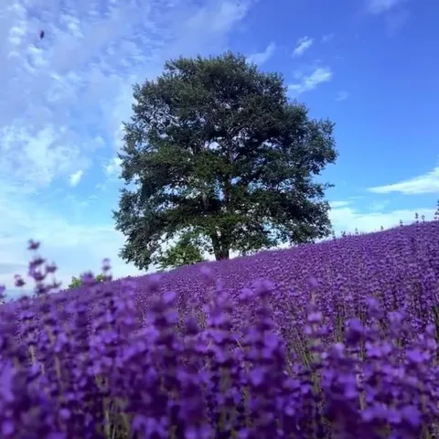 Rows of lavender running up to a single tree