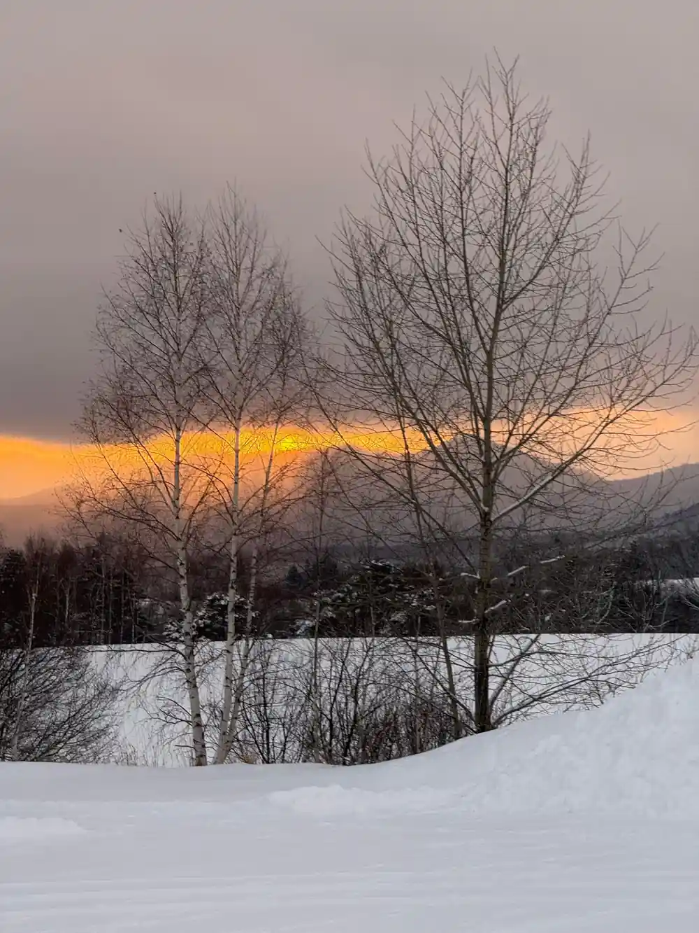 Bare trees silhouetted against golden sunset with snowy ground
