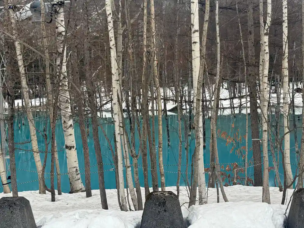 Bare white birch trees standing in front of turquoise fence