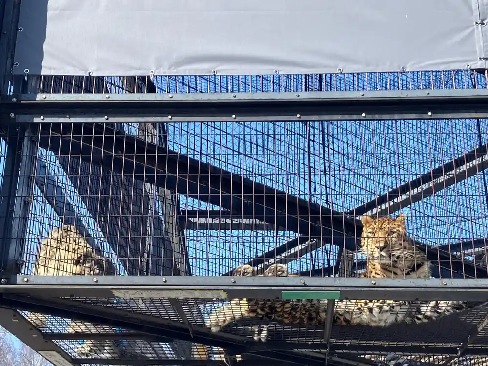 Cats in metal cage enclosure with blue sky