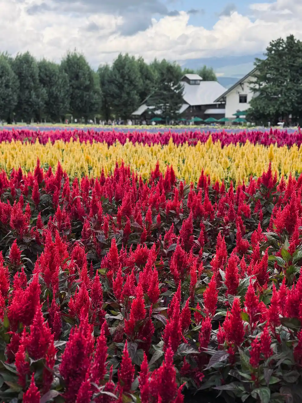 Colorful celosia flower fields with farmhouse