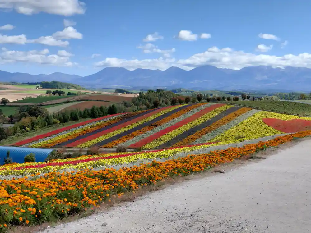 Colorful flower fields in geometric rows with mountains
