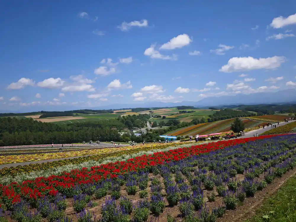 Colorful flower fields with mountains and farm buildings