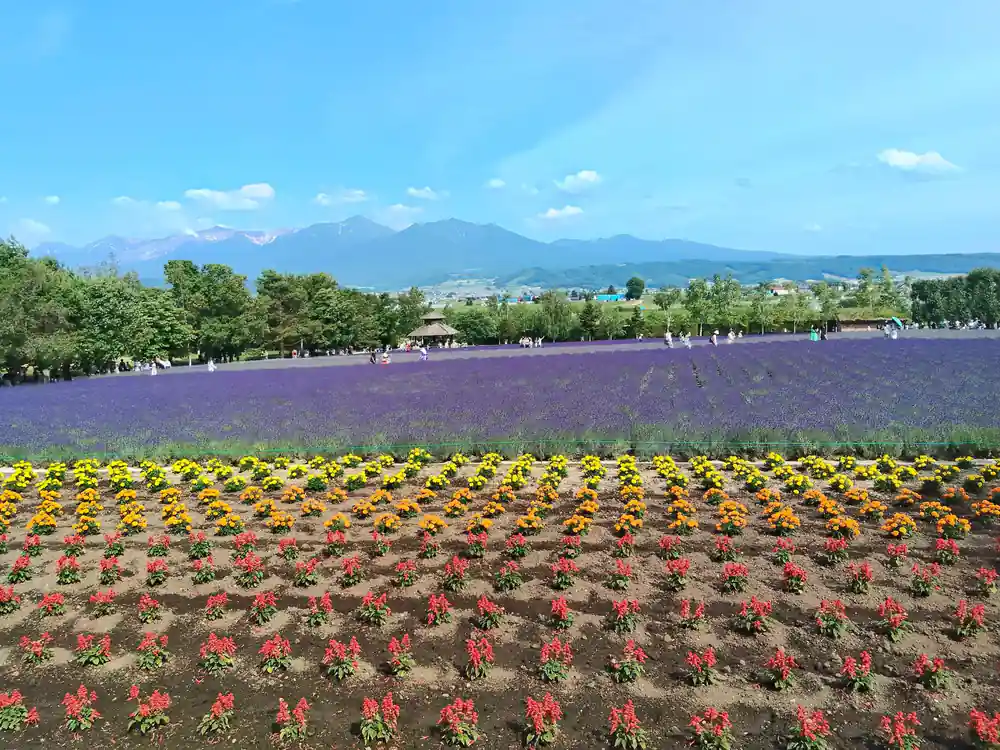 Colorful flower fields with mountains and trees