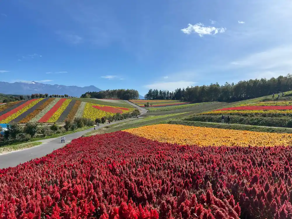Expansive fields of red and yellow flowers with mountains distant