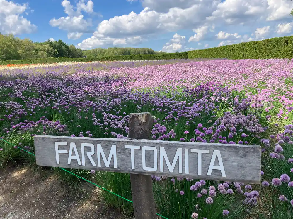 Farm Tomita sign in pink flower field with crops beyond