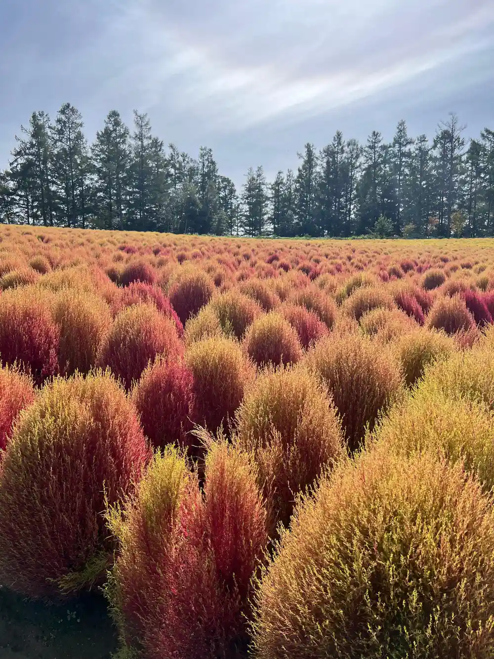 Field of ornamental grasses in red and gold autumn colors
