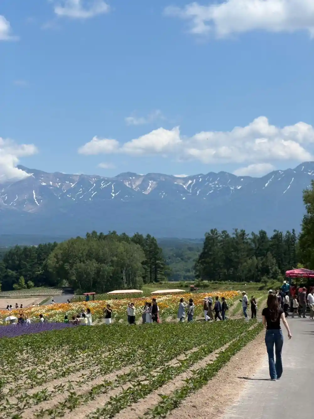 Flower field with snow-capped mountain range in background