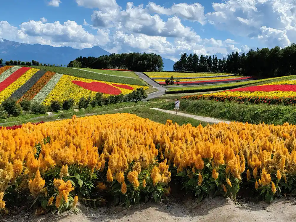 Golden and red flower rows with mountains