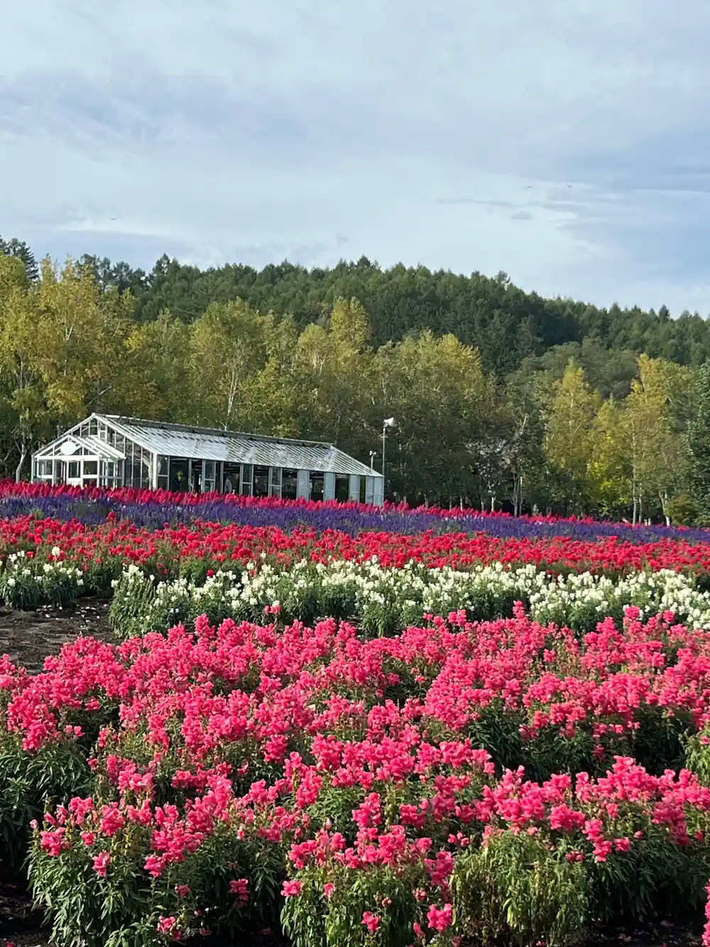 Greenhouse building surrounded by bright pink and white flower fields