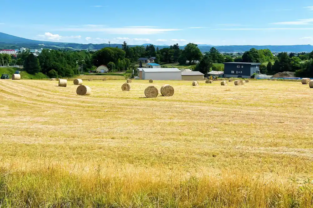 Hay bales scattered across harvested field with mountains