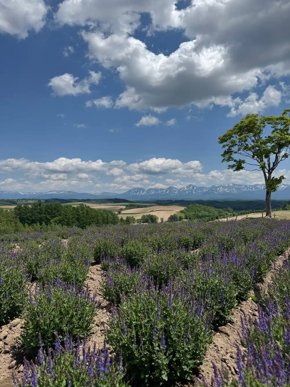 Lavender field with single tree and mountains