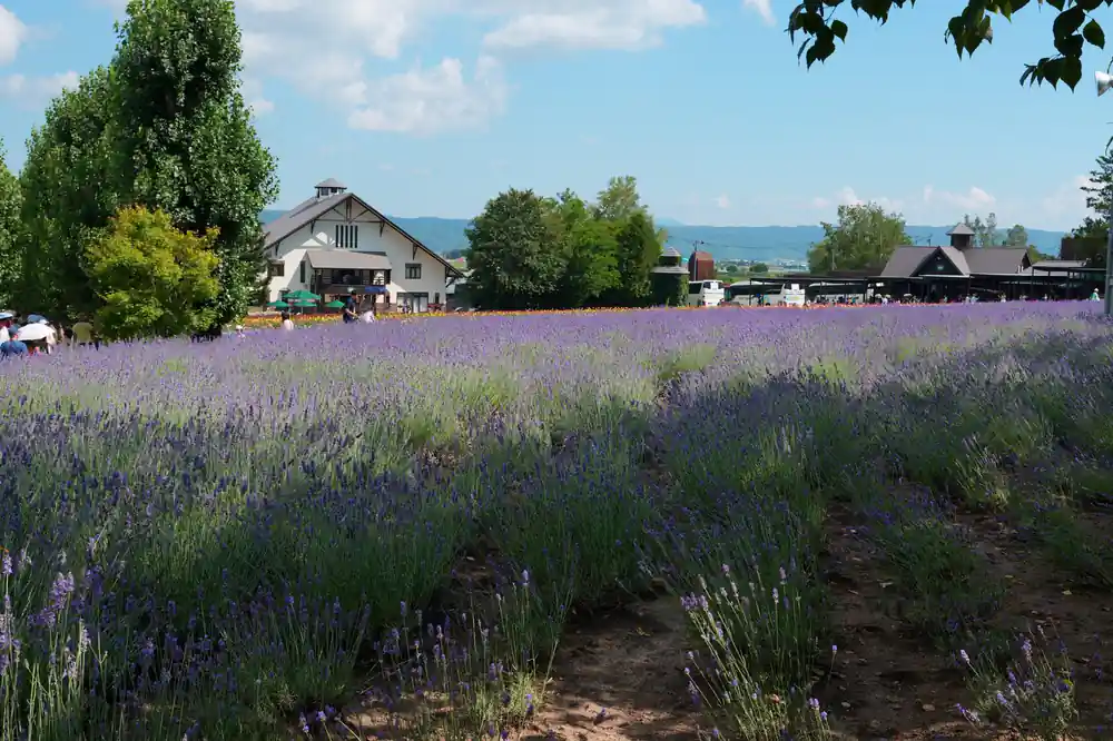 Lavender field with traditional farm building and mountain view