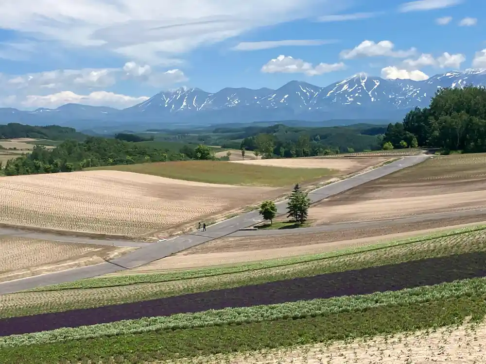 Pastoral landscape with purple field, road, and mountains