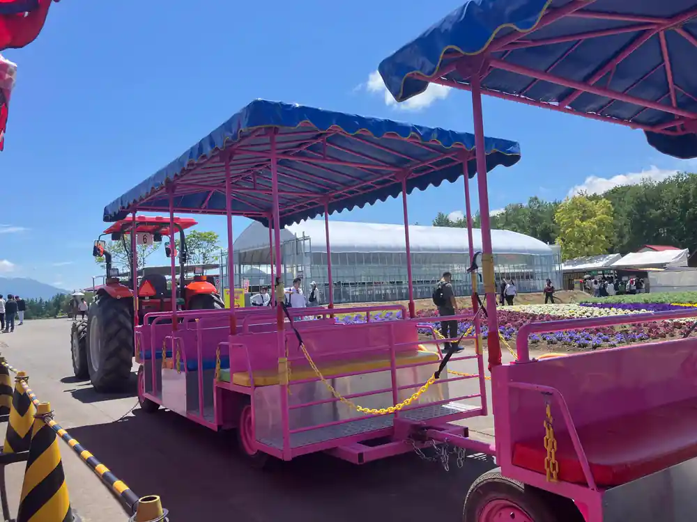 Pink agricultural transport vehicle at flower farm with tourists