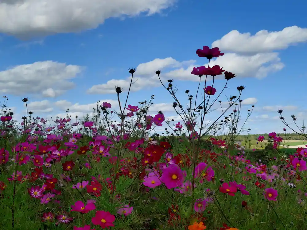 Pink and magenta cosmos flowers in open field