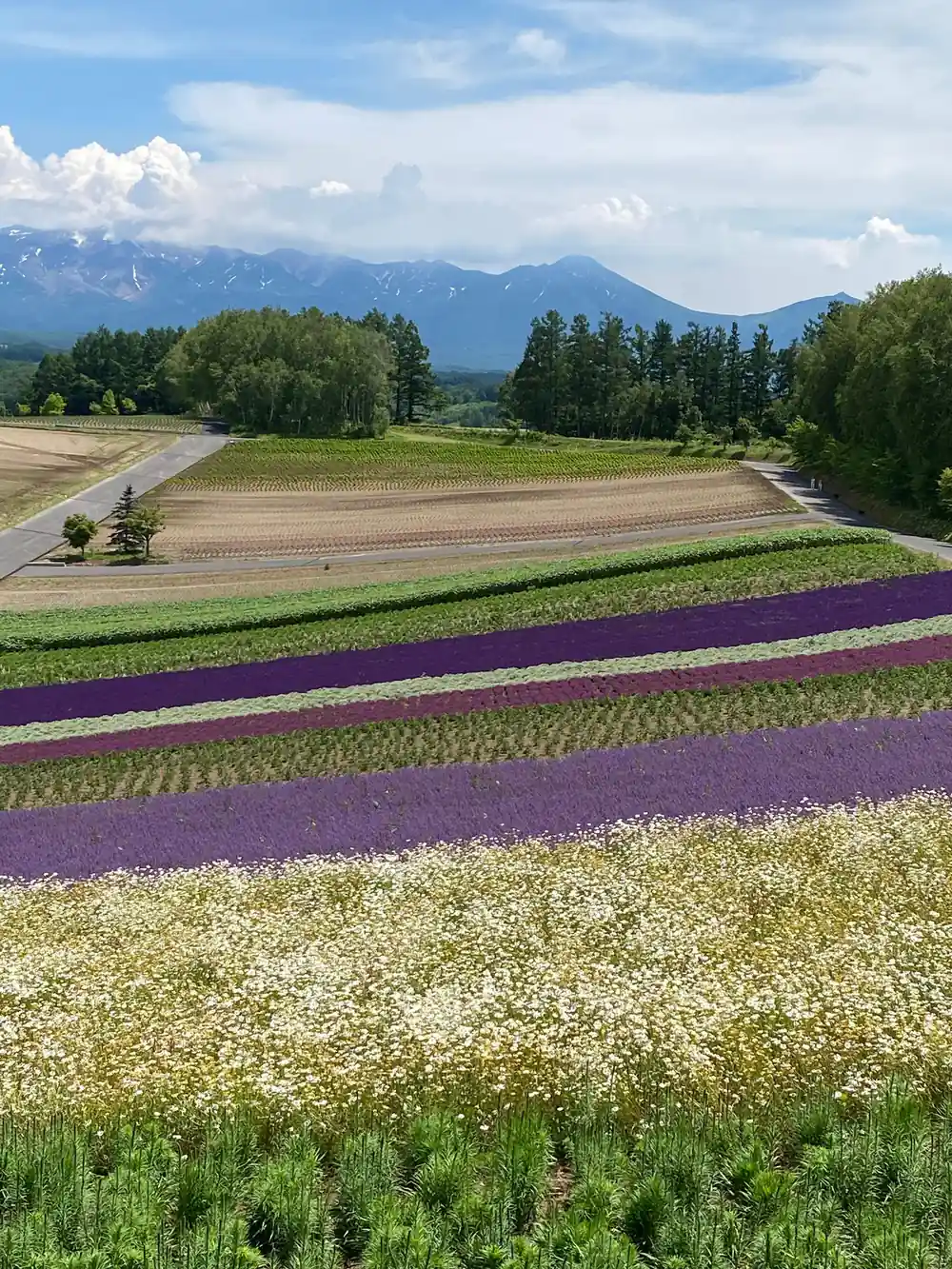 Purple lavender fields with snow-capped mountain range
