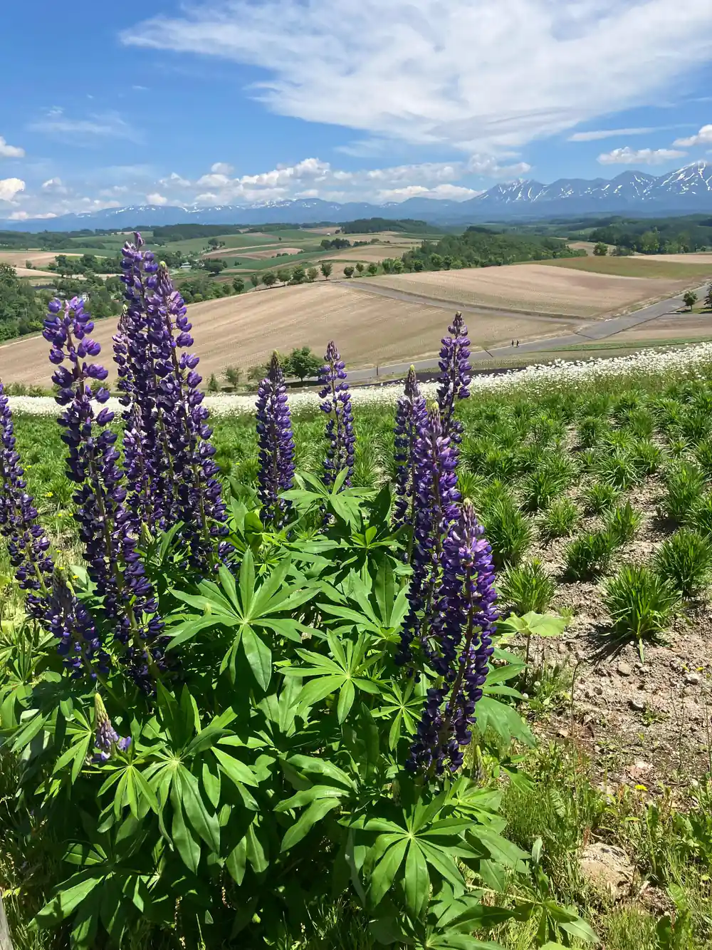 Purple lupine flowers in field with snow-capped mountains