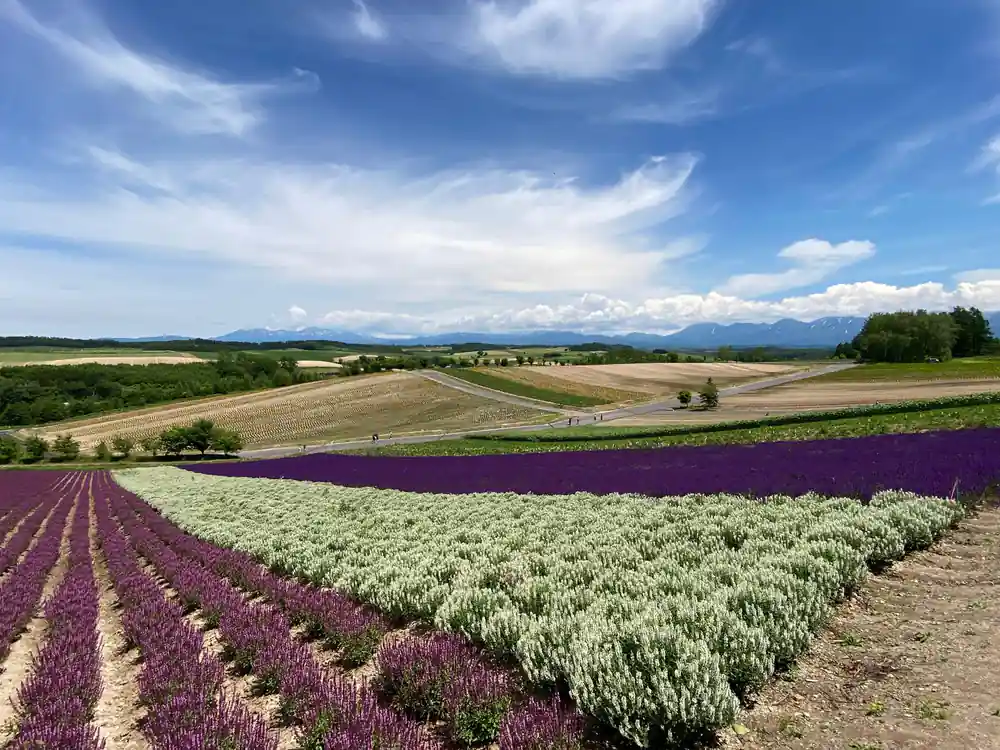 Purple and white flower fields with mountain backdrop