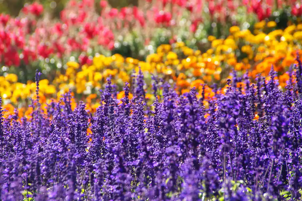 Purple, yellow and red flowers blooming in cultivated rows