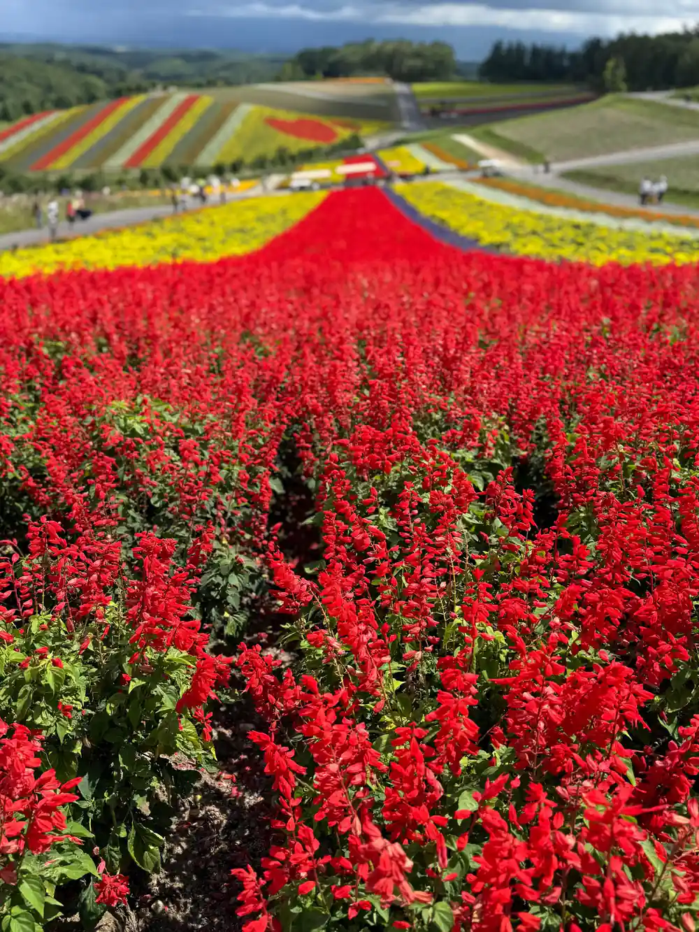 Red flowers in foreground with patterned fields