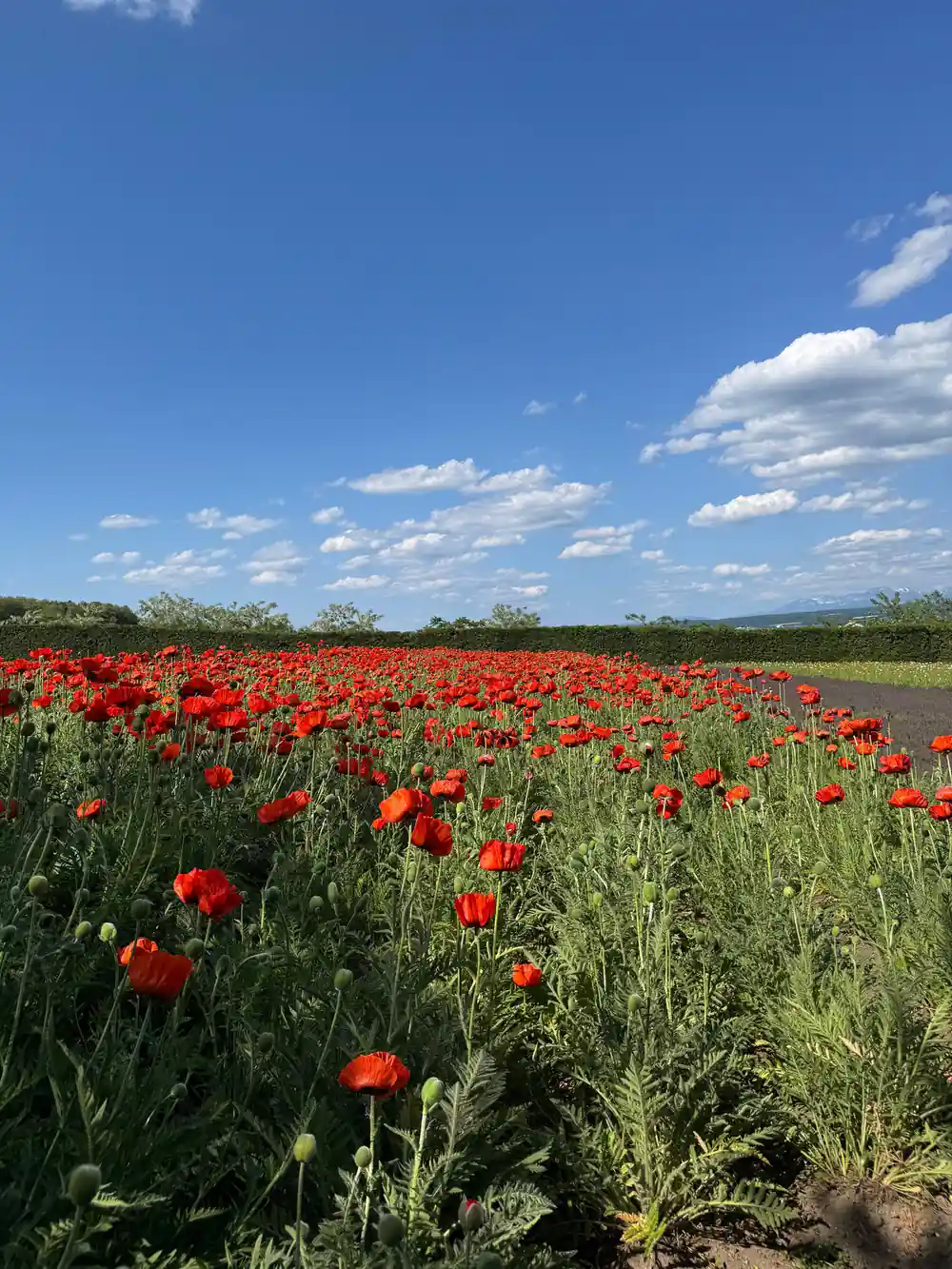 Red poppy field with blue sky and water