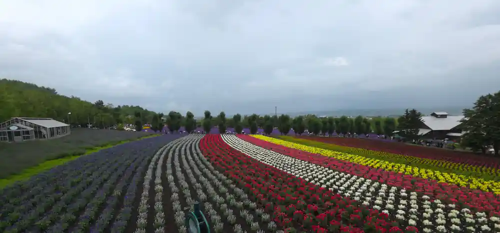 Rows of colored flowers in agricultural field landscape