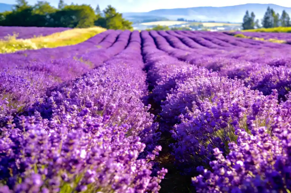 Rows of purple lavender flowers stretching to distant mountains