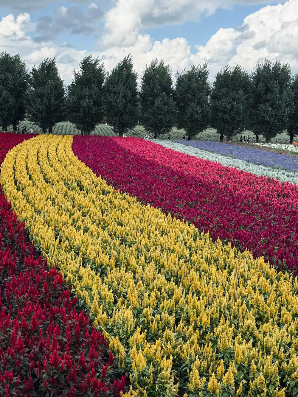 Striped colored flower fields with mountain backdrop