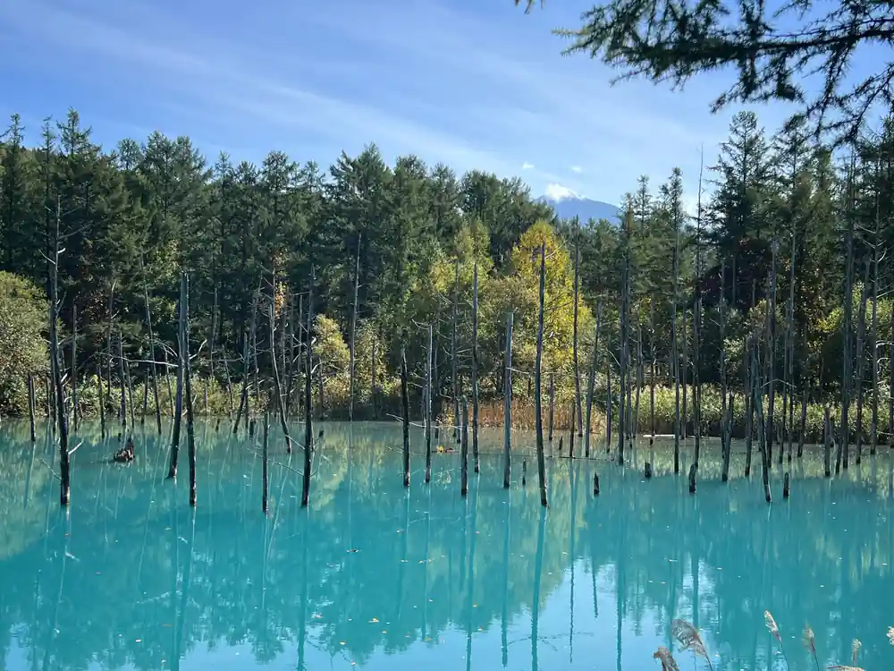 Turquoise blue pond with submerged tree trunks and forests