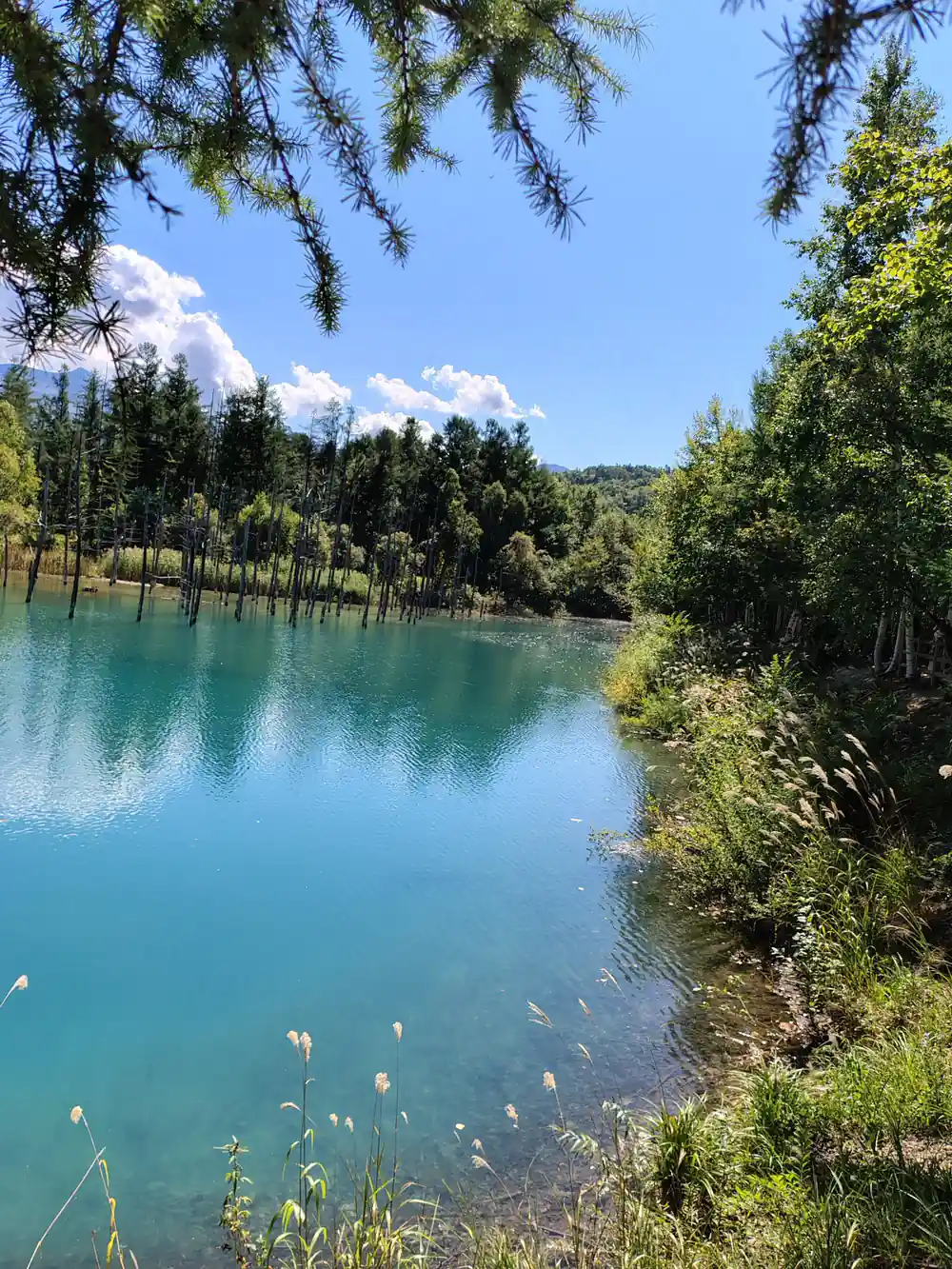 Turquoise lake surrounded by green trees and forest