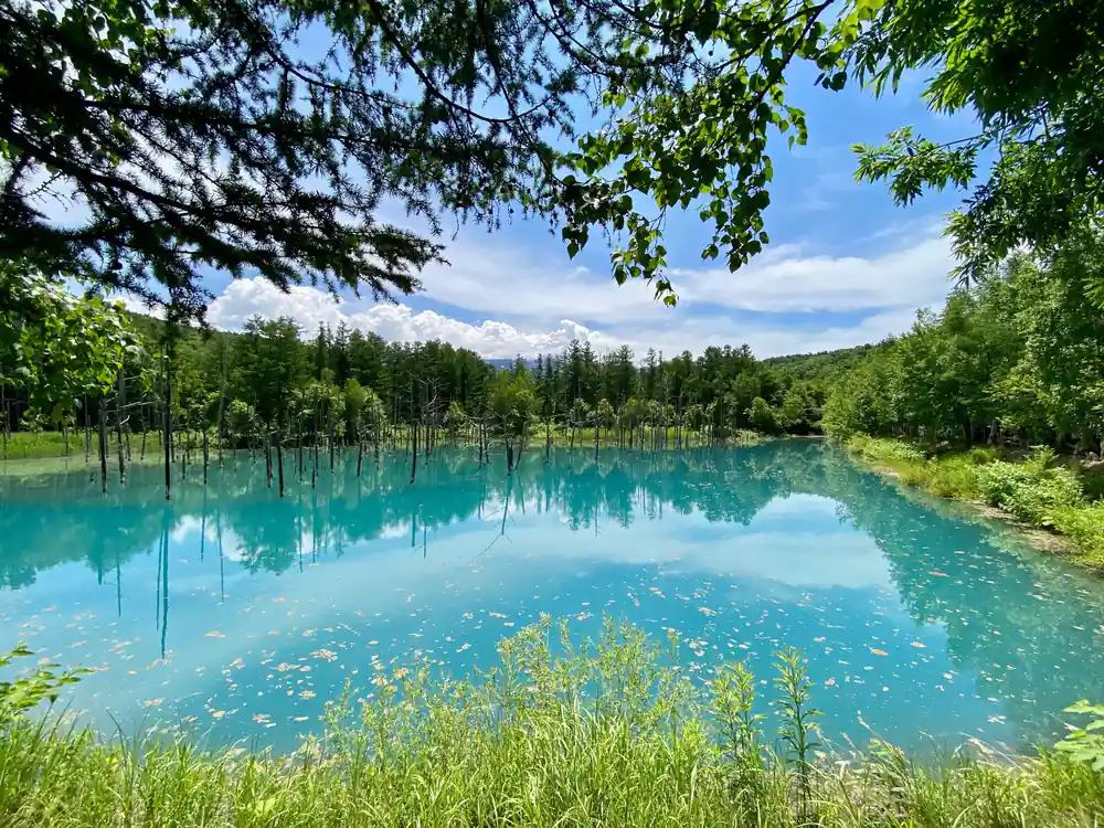 Turquoise pond with forest trees and reflections