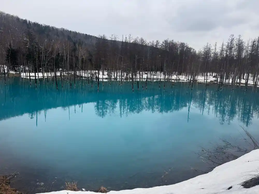 Turquoise pond surrounded by bare trees and white snow