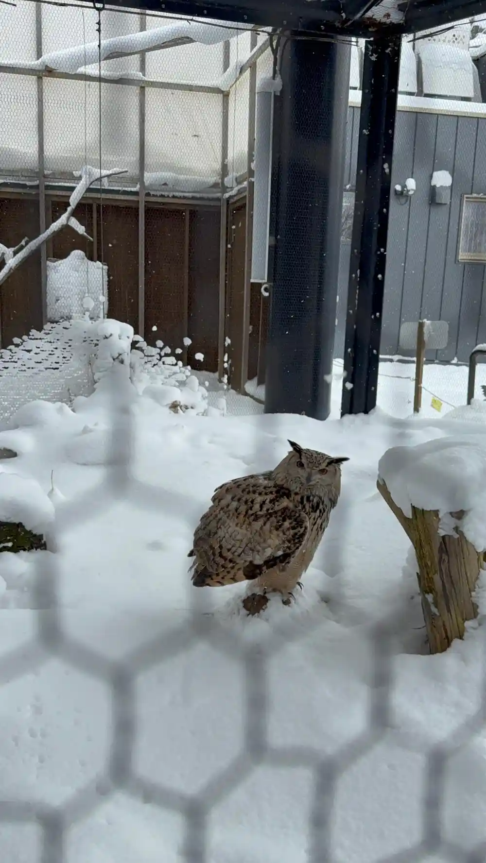 Two owls in snow-covered enclosure with person visible through window