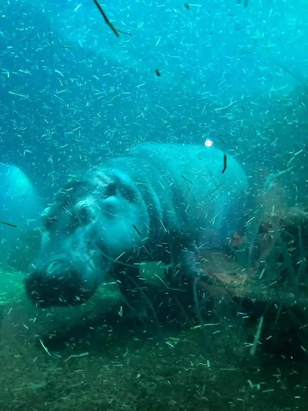 Underwater shot of seal swimming with fish