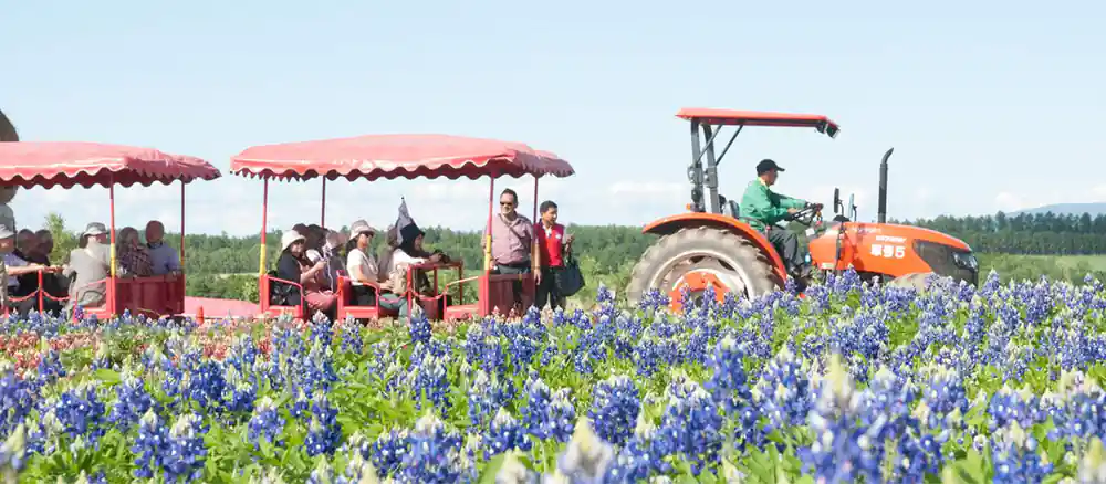 Visitors under umbrellas in blue and purple flower field