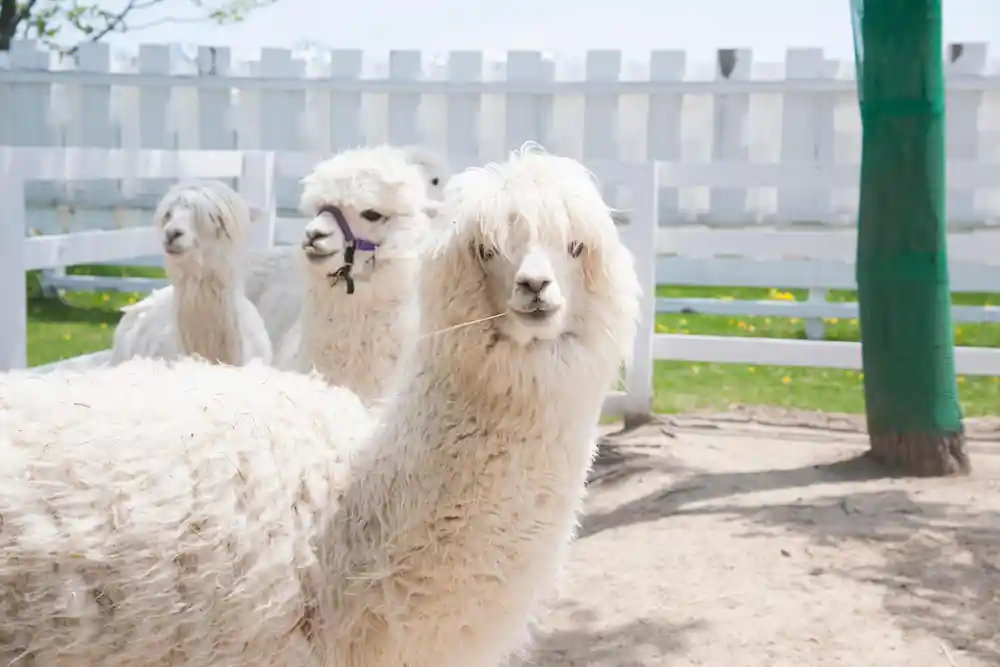 White alpacas at farm fence with greenhouse building behind