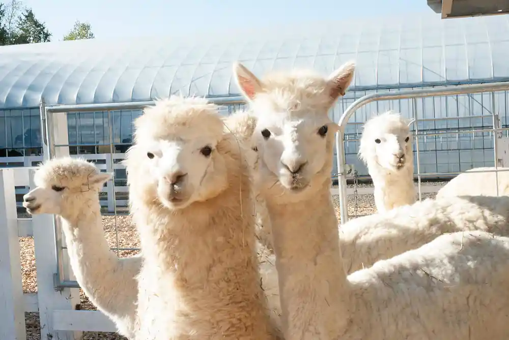 White alpacas looking at camera in farm enclosure